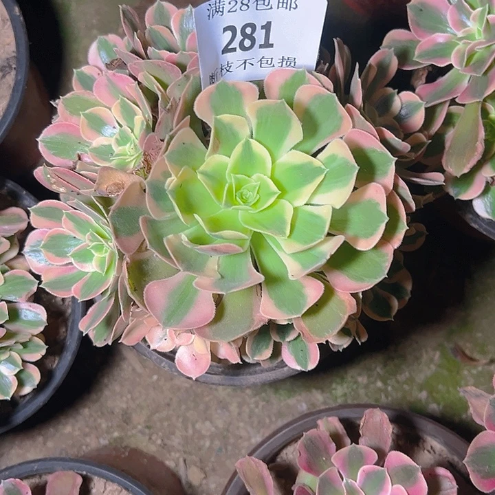 281粉女郎多肉植物