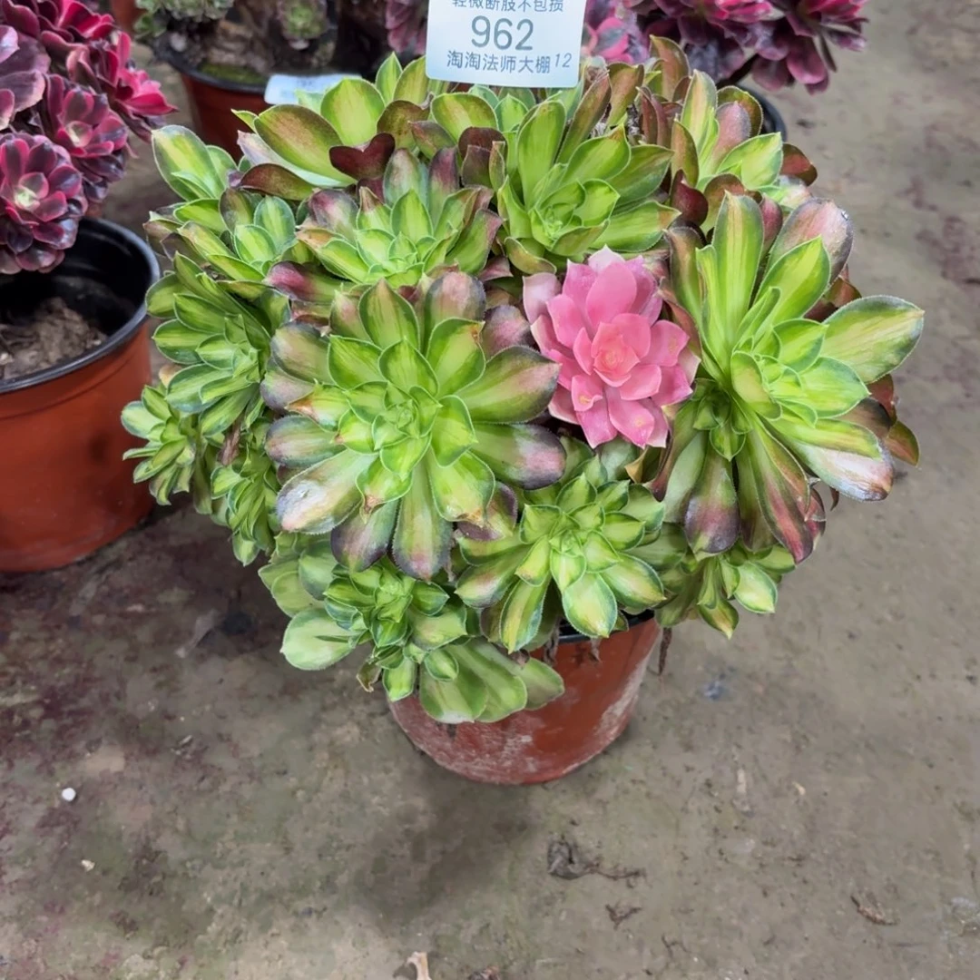 962韶华多肉植物法师丛林
