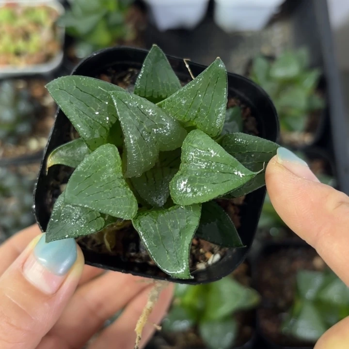 阿寒湖原盘多肉植物