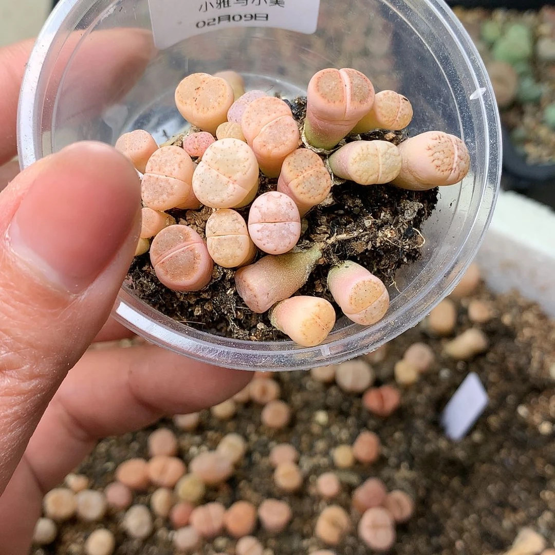 王*芬E37多肉植物保护研究所