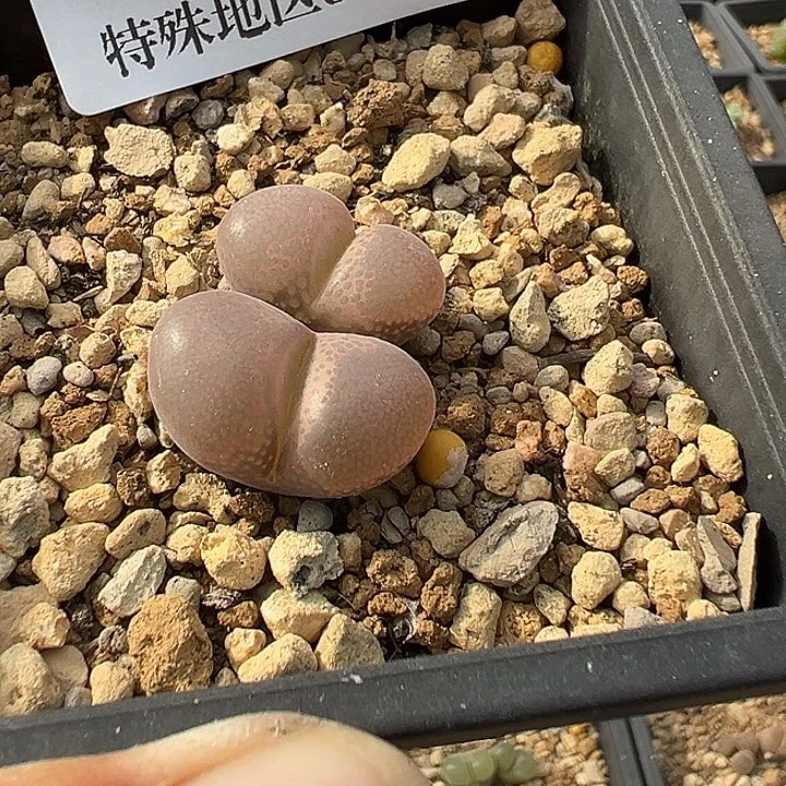‖***、无花朵062号001风铃