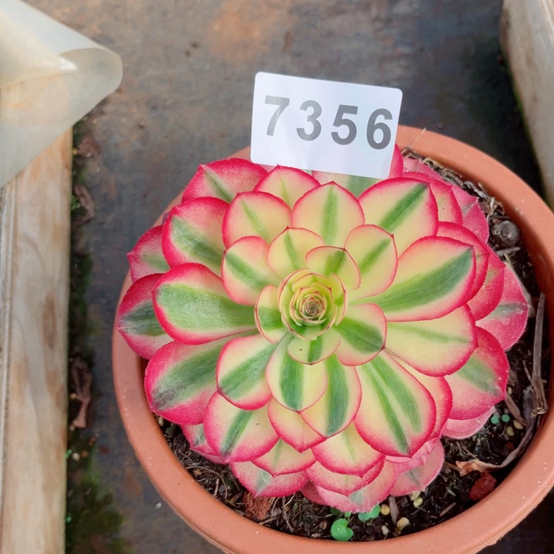 倾城多肉发货发货