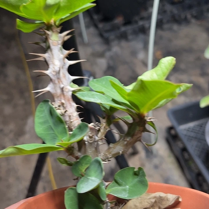 虎刺梅带根不确定134号