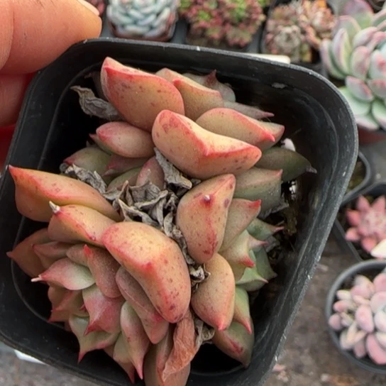 182特斯拉多肉植物多