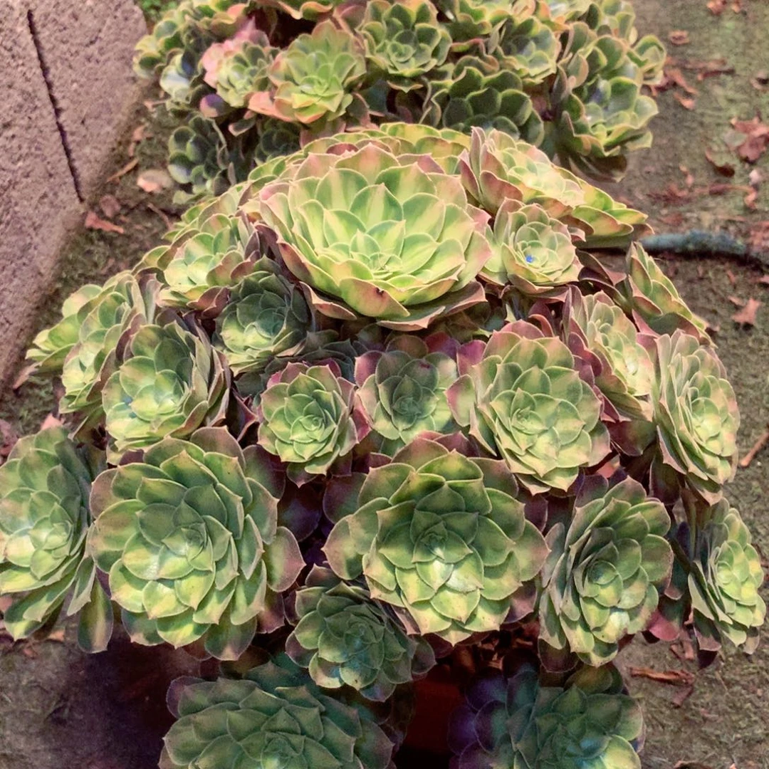 老桩韶华，多肉植物