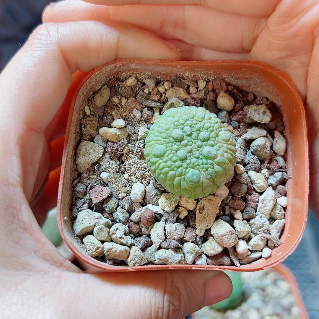 实生凝蹄玉2.6公分