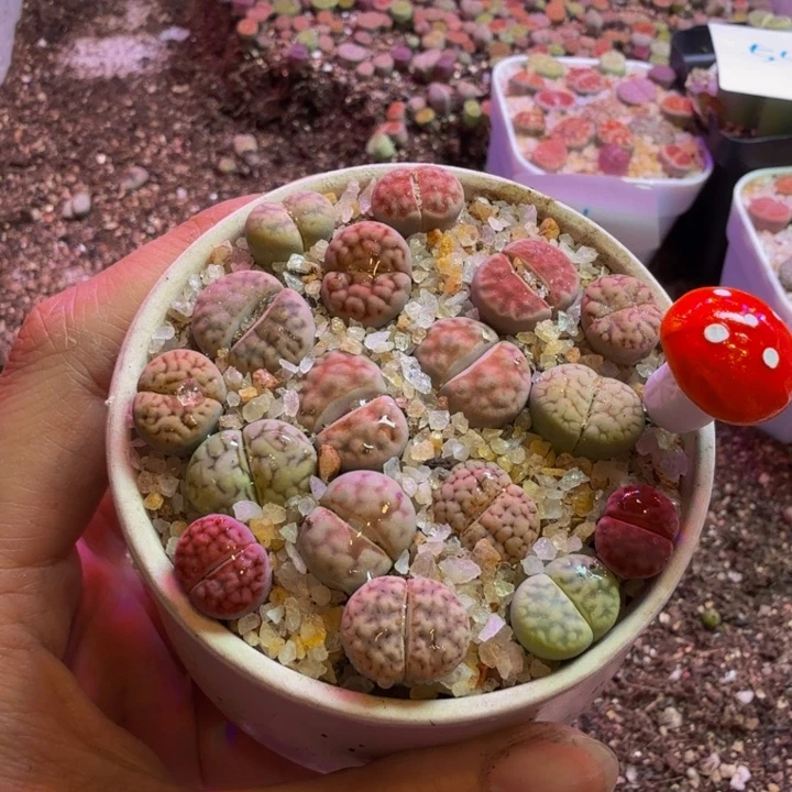 ?****…多肉葡萄的季节57