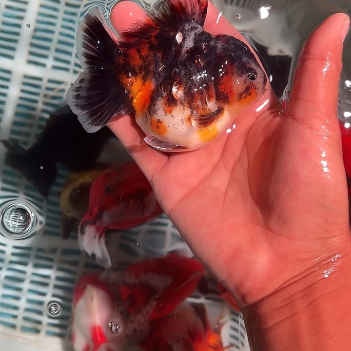 金鱼包邮123456789