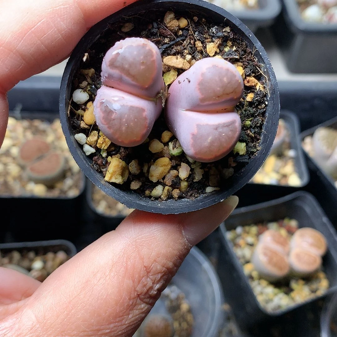 寒*K300多肉植物保护