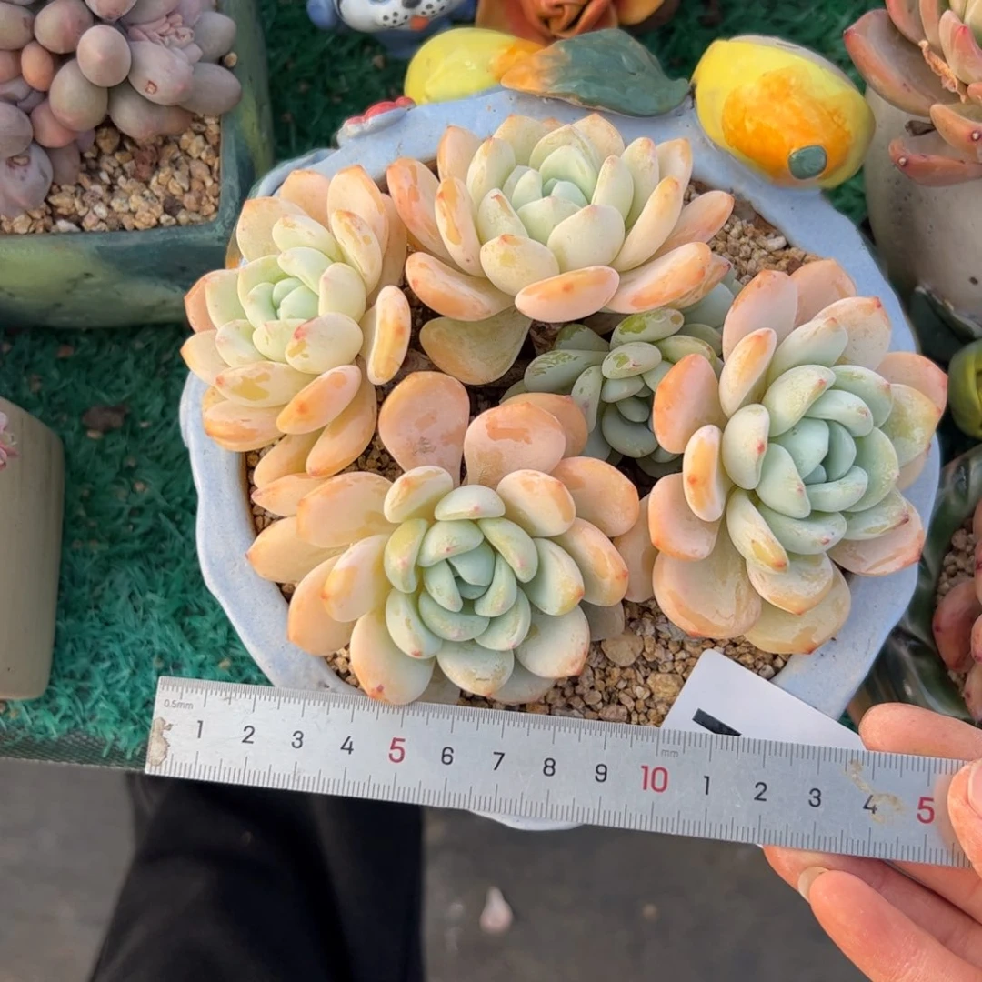 满****红112 多肉植物组合盆栽