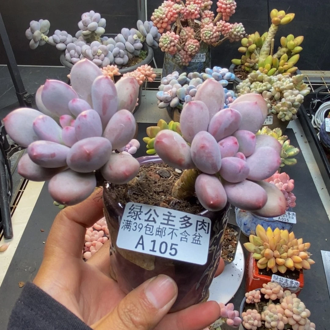 105仙子奶多肉7c m