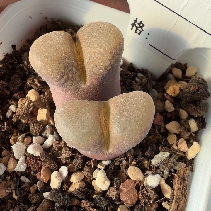 026。满38包邮肉锥