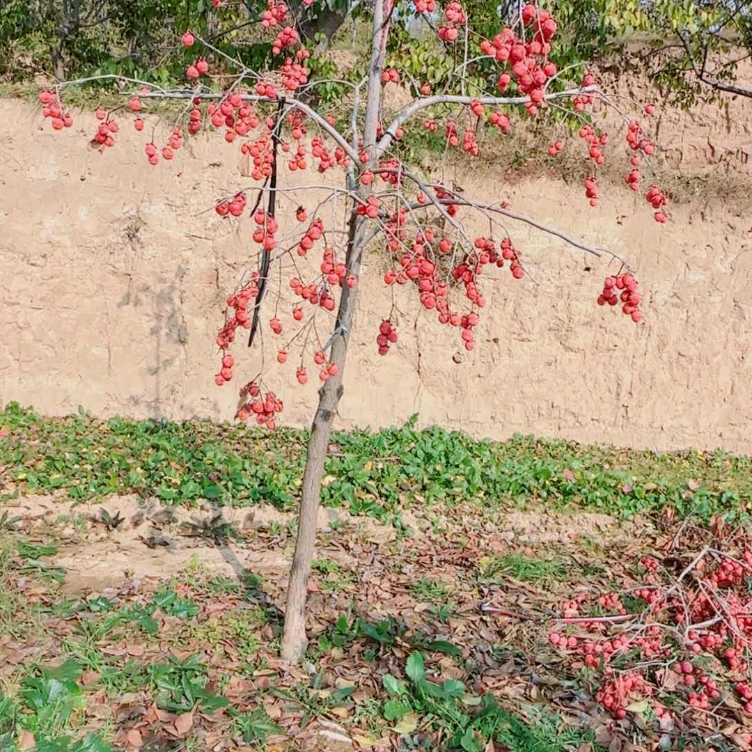 宝***兴无花朵火罐柿子树