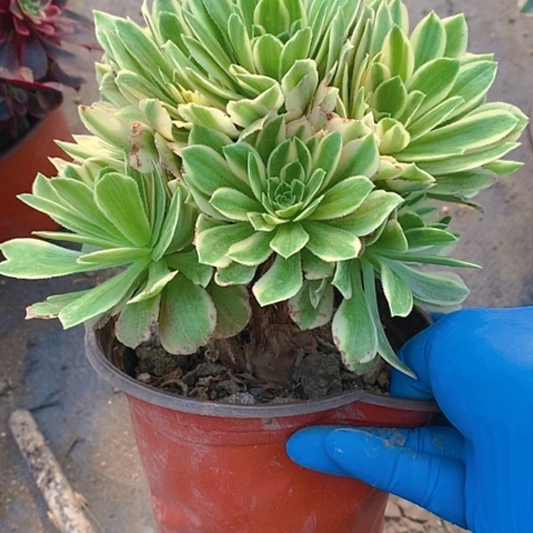 当****》191艳凝多肉植物