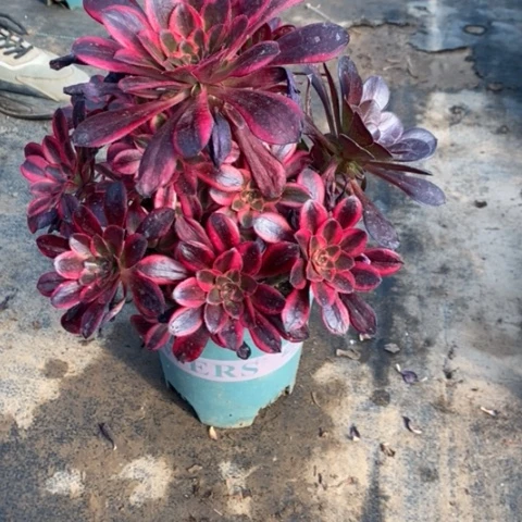 丽娜48多肉植物法师