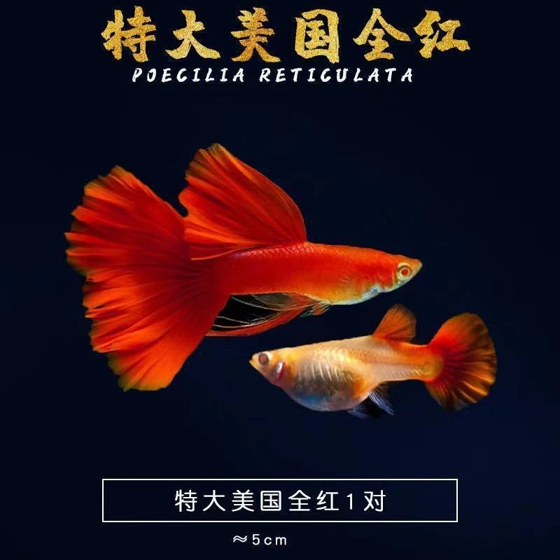 【美国全红】孔雀鱼观赏鱼新手好养活体宠物鱼全红大耳巴西红