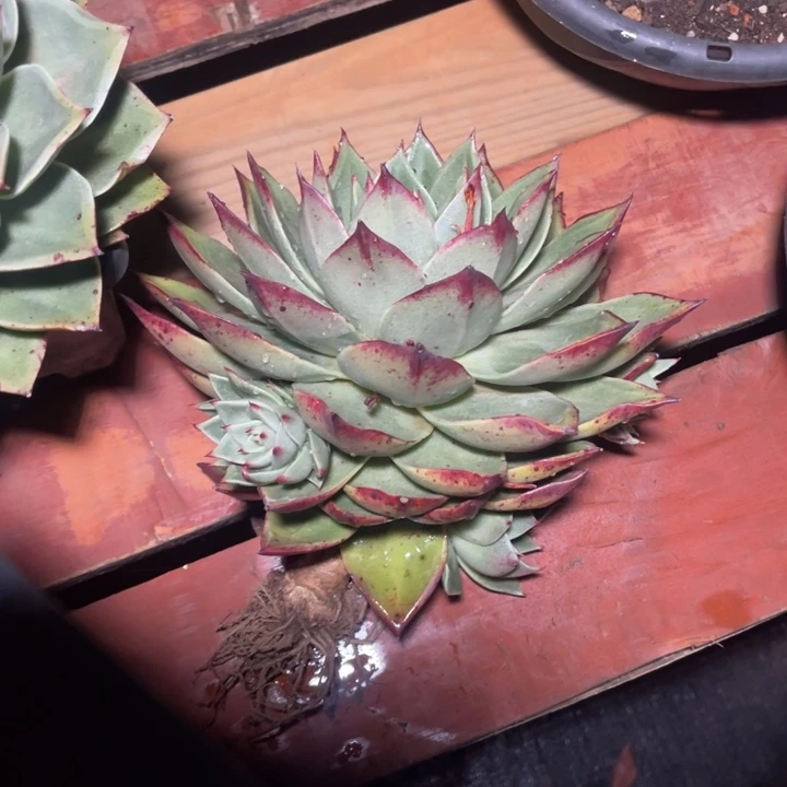 明****5斯特拉一物一拍多肉