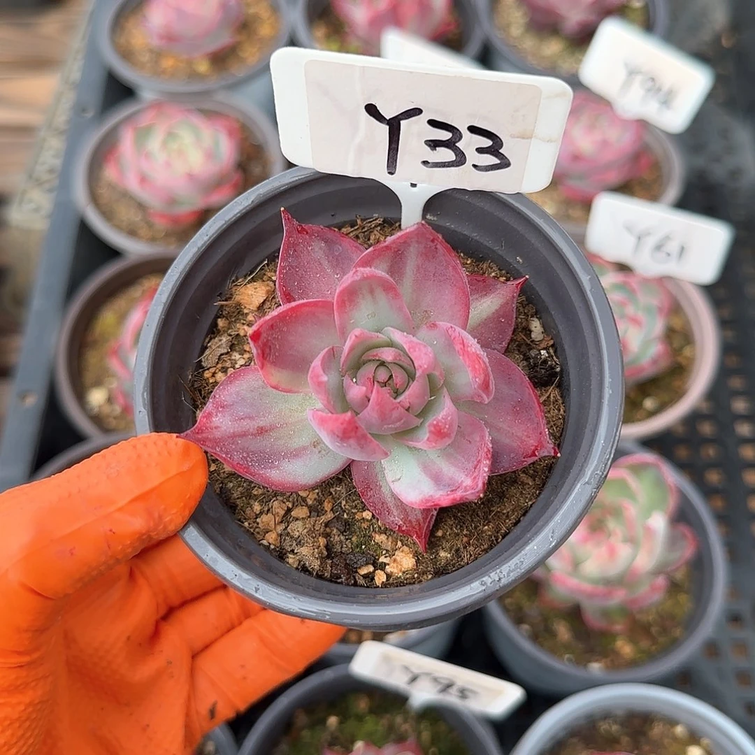 妄*Y33惊鸿单头多肉