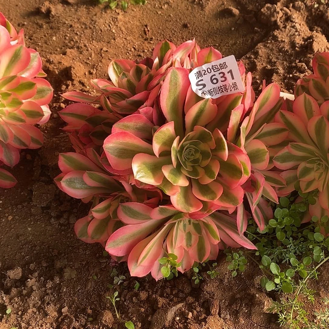 631粉女巫老桩多肉法师锦