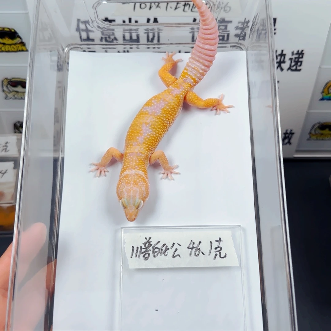 豹纹守宫川普白化弟弟