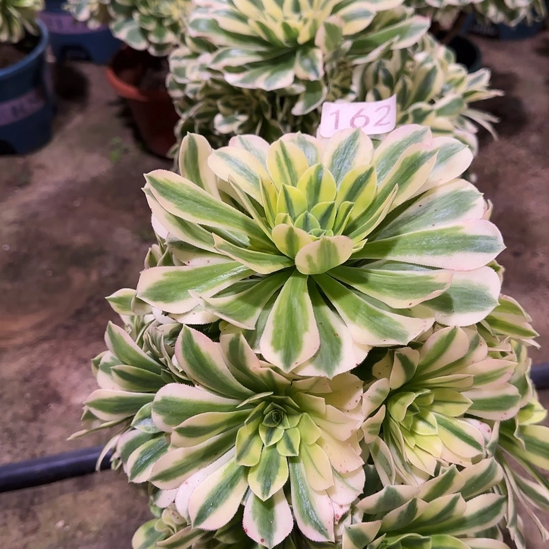 多肉植物法师金丝翡翠162