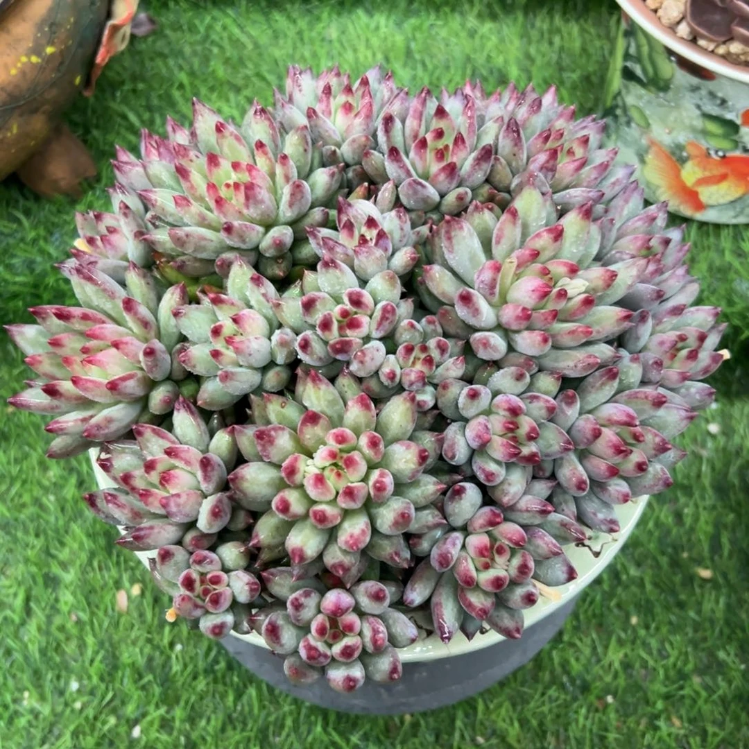 二代虞美人，一物一拍