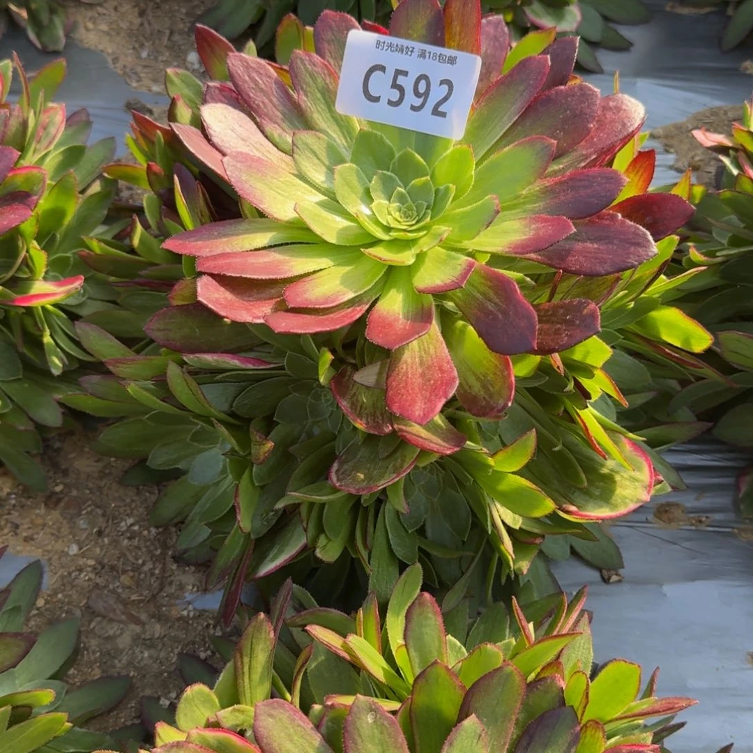592不知名多肉植物