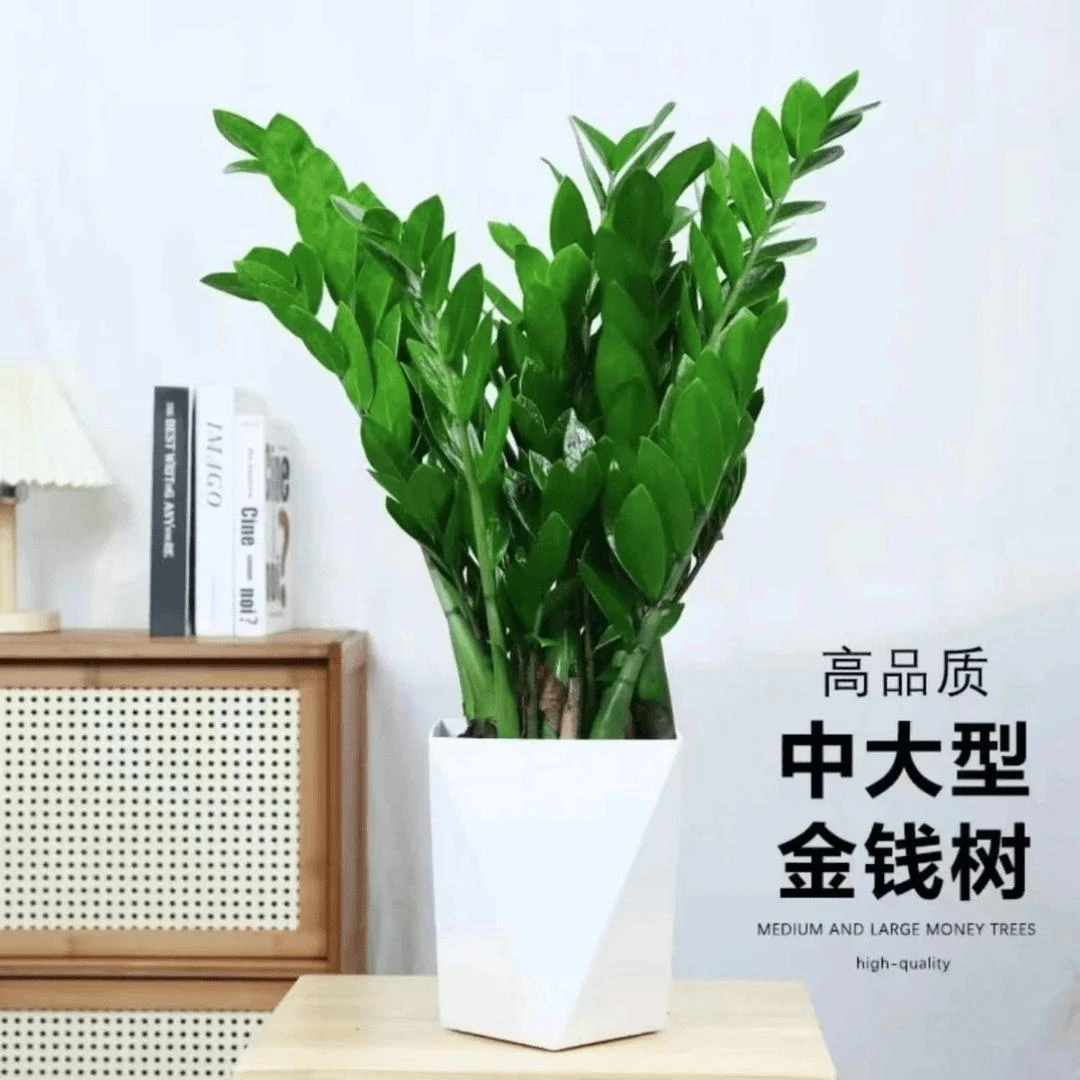 【50-60厘米】金钱树盆栽植物高档室内客厅钱串子开业绿植养活