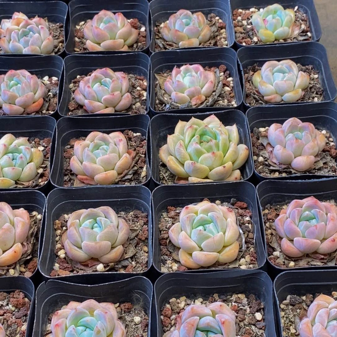 354多肉植物我都