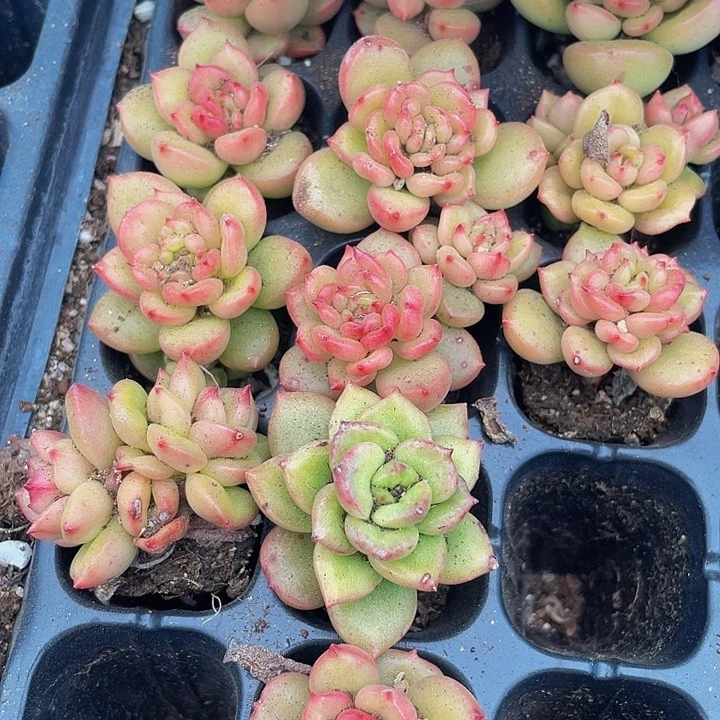 小苹果花1元带土发