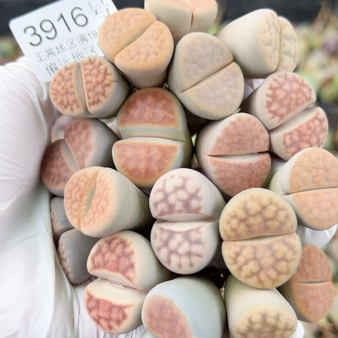 3916 好养易活生石花大母本18个2.-3cm部分有老疤有长腿