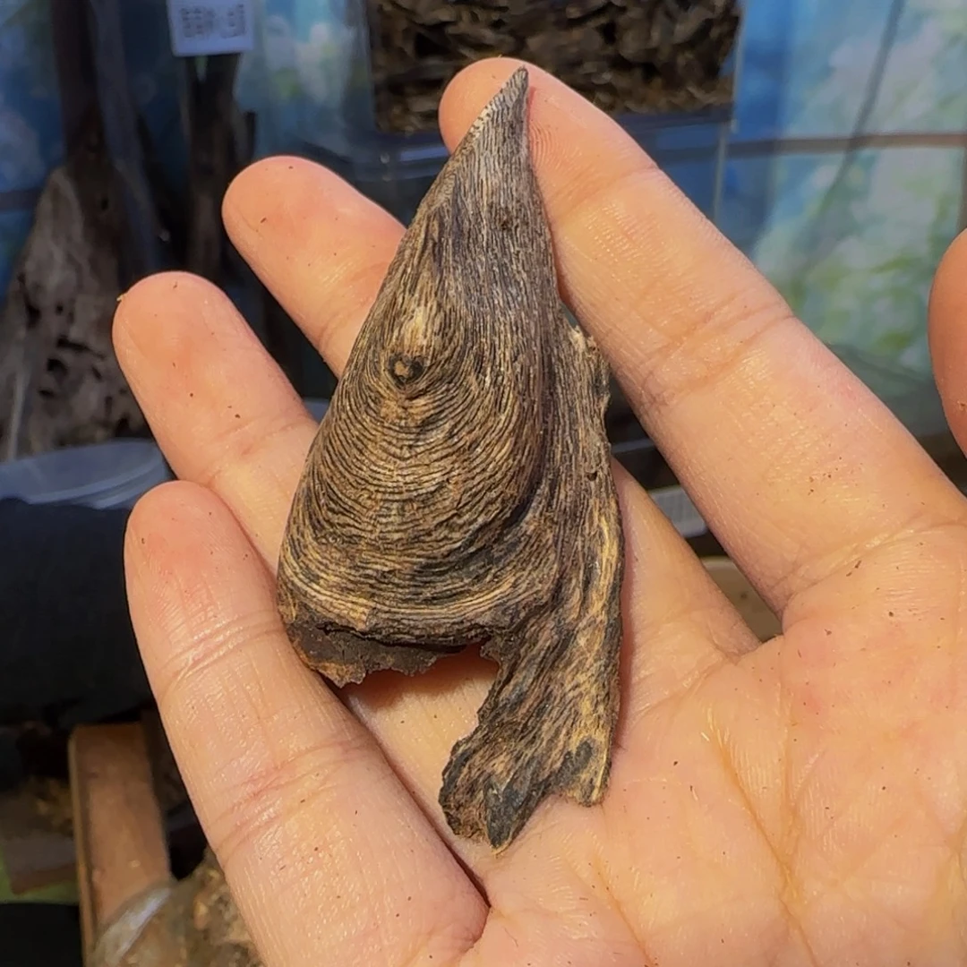 沉香沉香碎屑7.4克丁口103