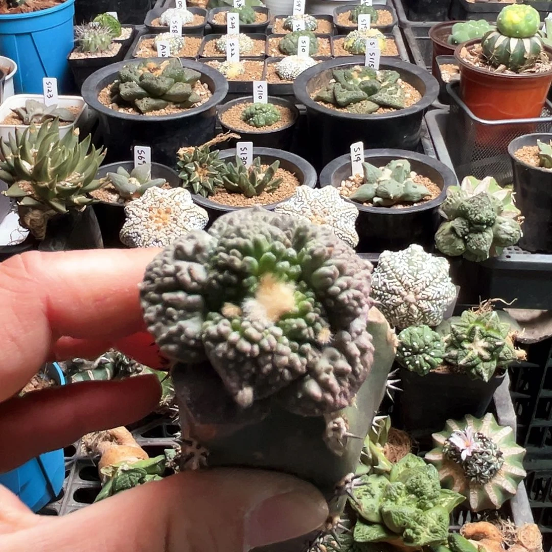 468哥斯拉mmmmmmmmmm