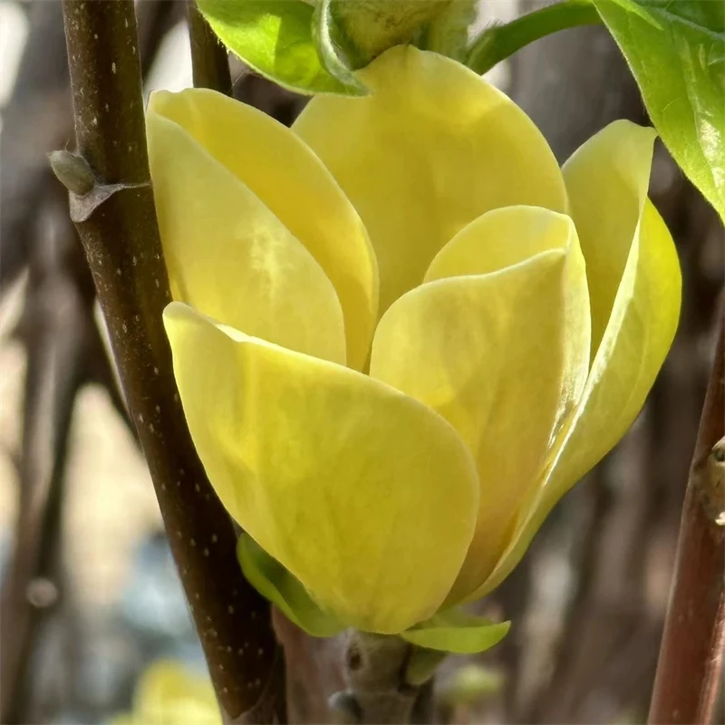黄鸟玉兰盆栽地栽阳台庭院
