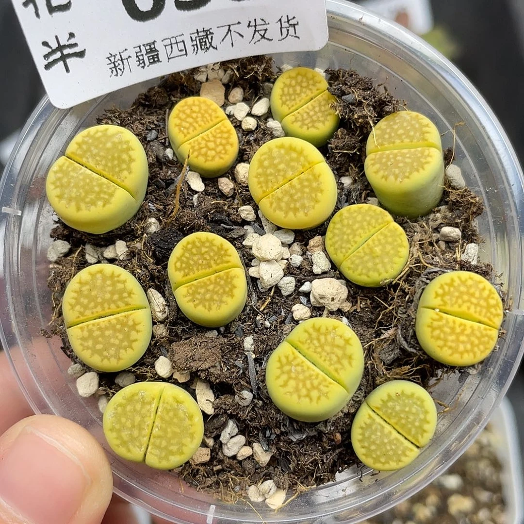 6380000000花花花花花花花