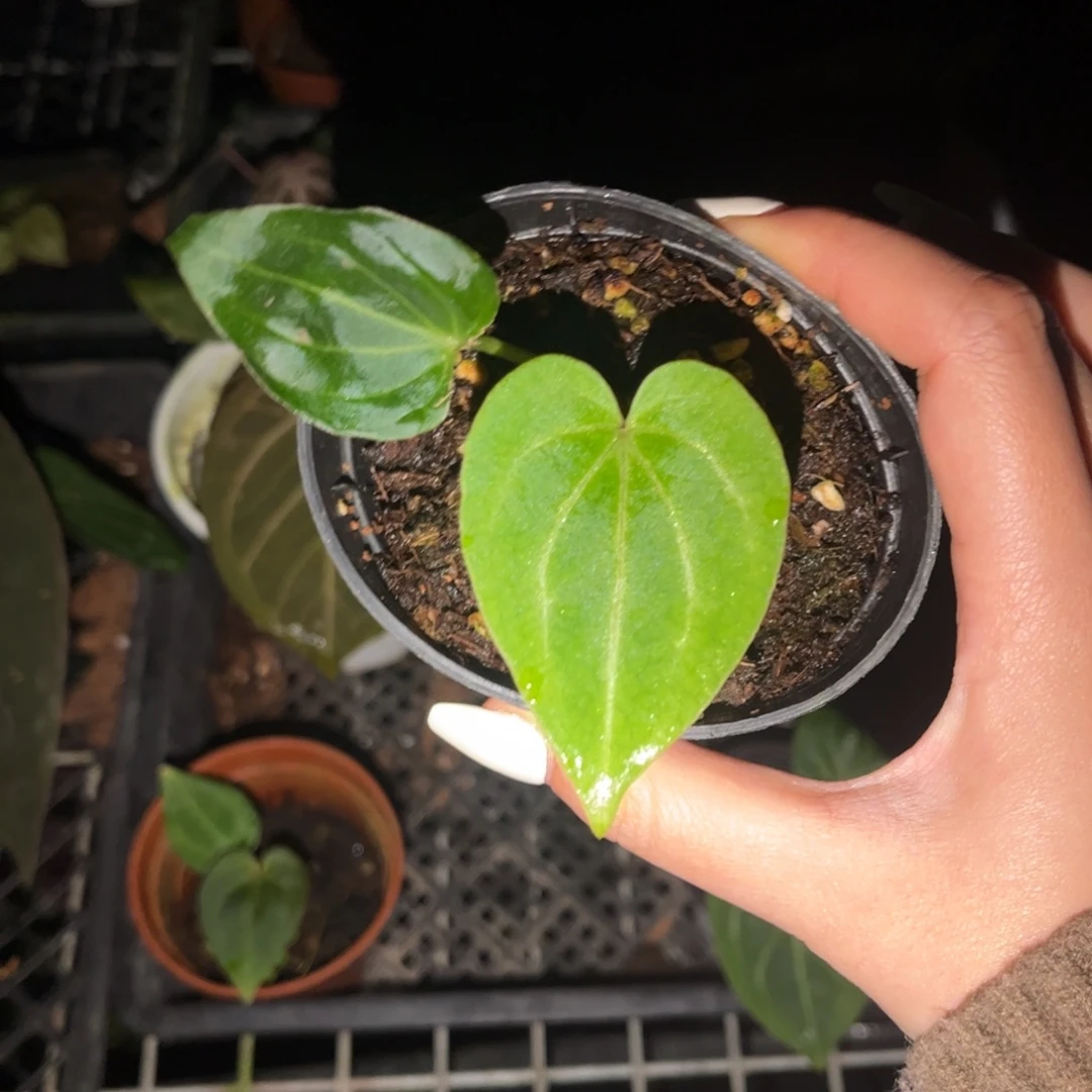 不开花植物kos（278