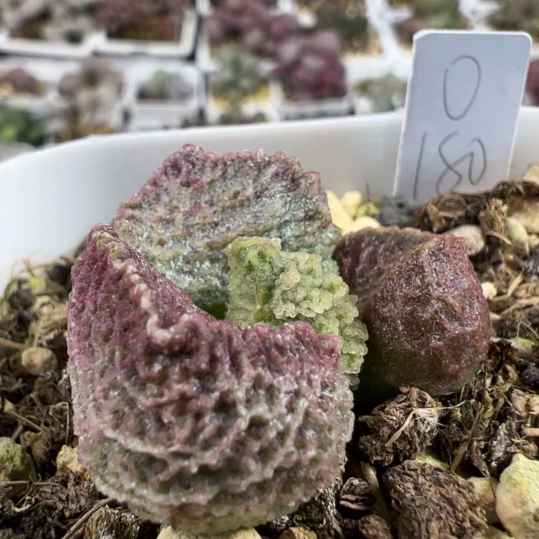 横向冰晶纹实生新品