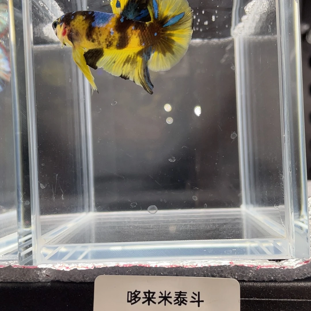 斗鱼12.5 黄糖 070