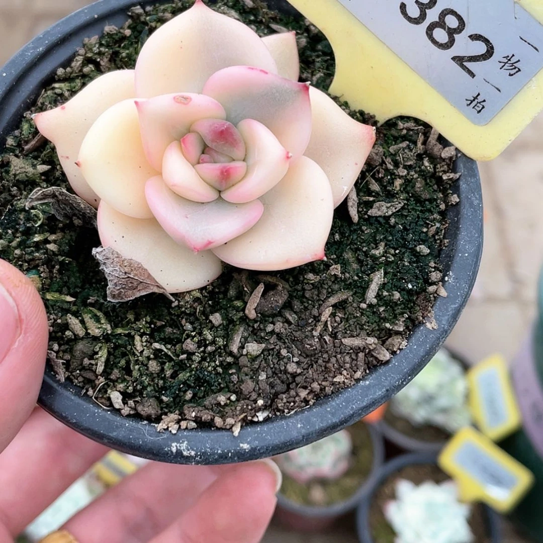 【闪购商品】1382号