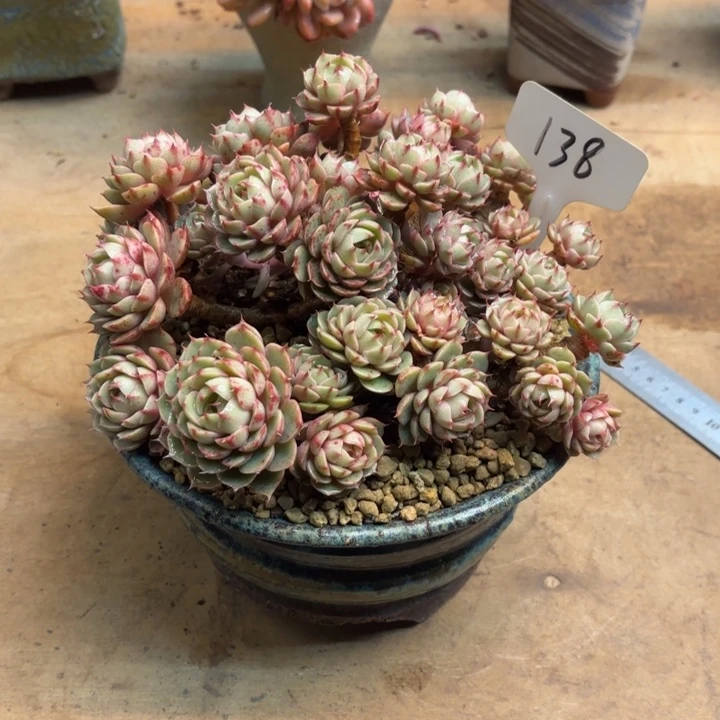 多肉植物，笨吧蒂斯138号