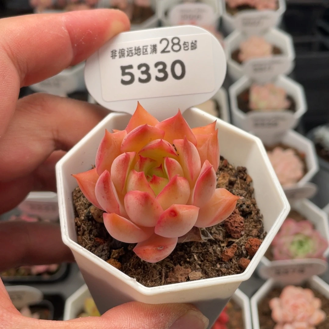 主***事莫兰德5330-5厘米