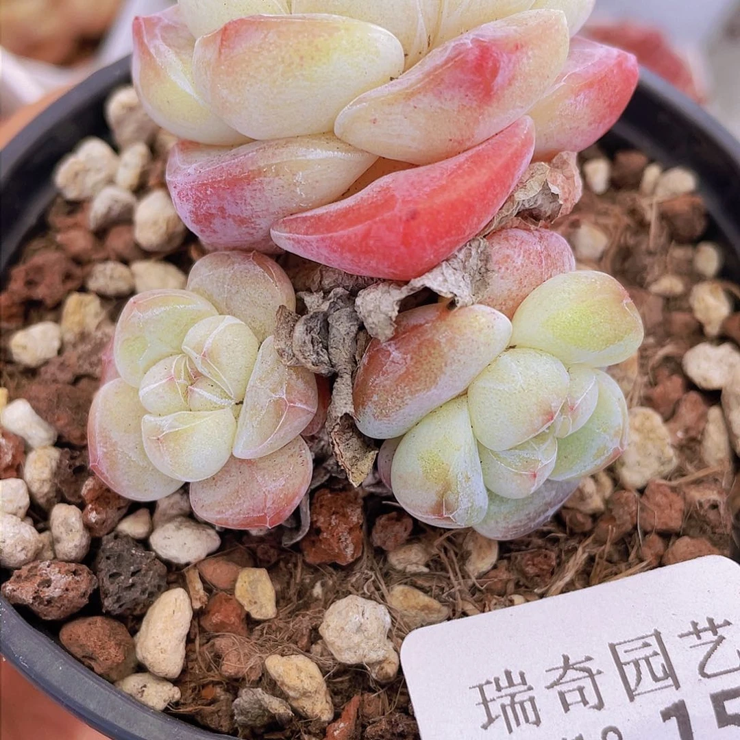 00000000000015量拍