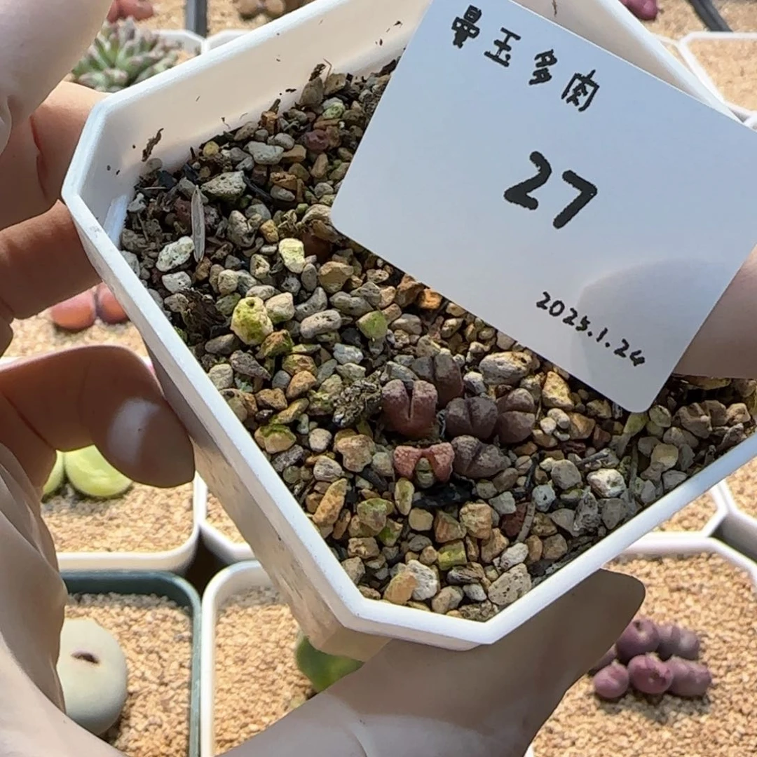 D****.多肉多肉多肉1.24-027