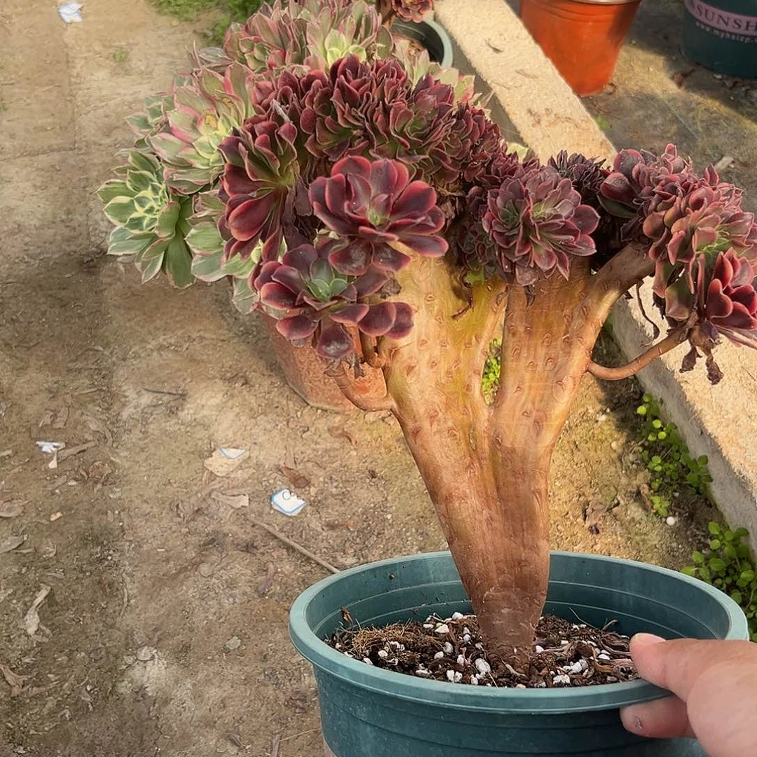 23欧嘉莉缀化法师多肉植物