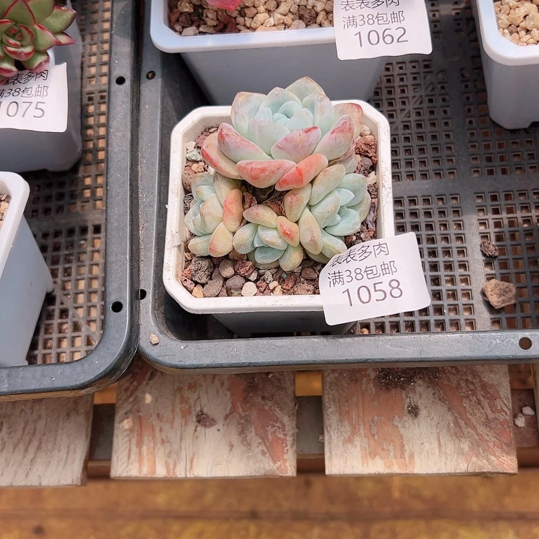 萌***芽多肉一物一拍植物1058