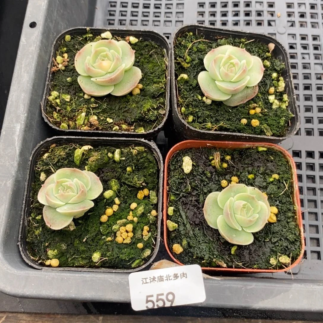 标签559虾饺一个多肉量拍