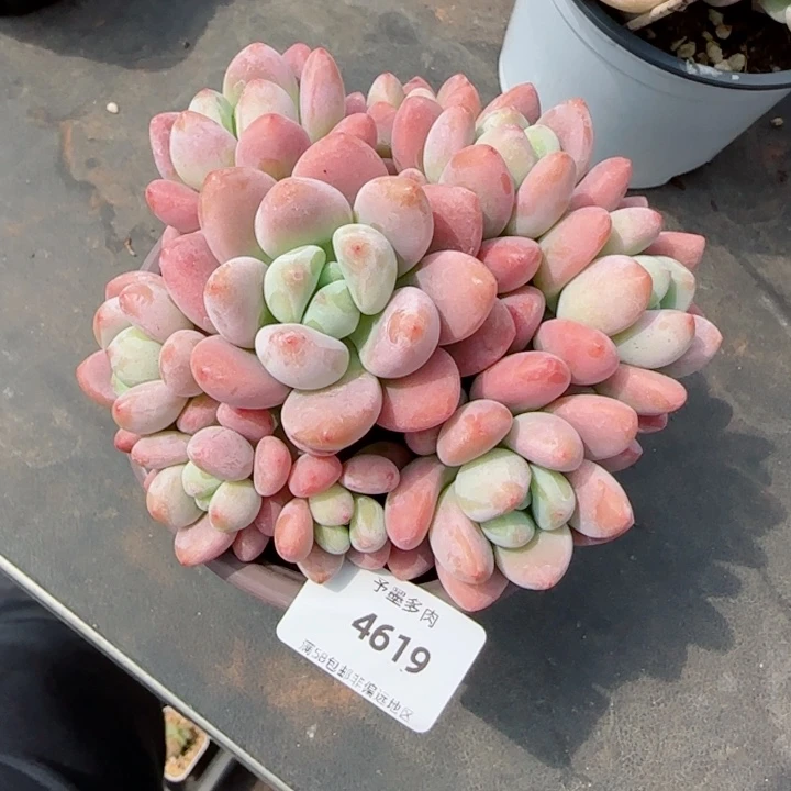 香水洛神，4619多肉植物