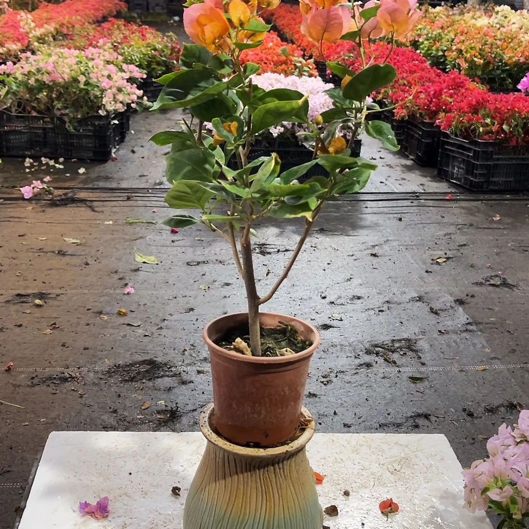 大部分花苞少量开放唐三彩掌中宝一颗