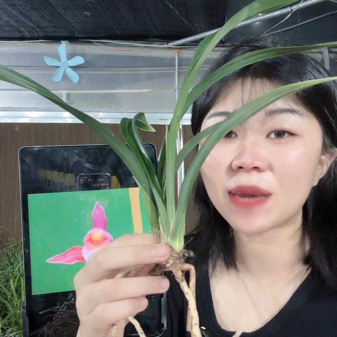 完全开放353865586885