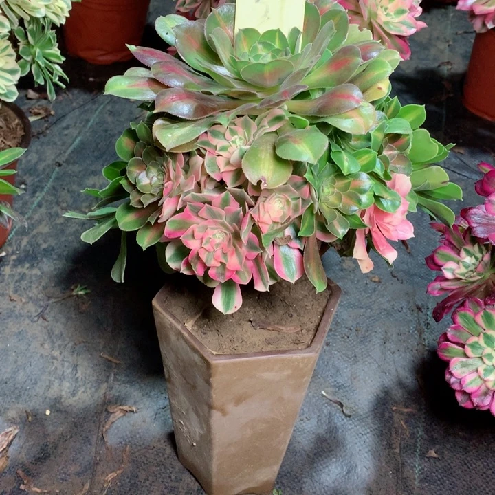 紫**开51粉女巫花脸多肉一物一拍